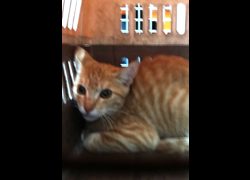 宜蘭縣流浪動物中途之家,編號:470276, 混種貓                 