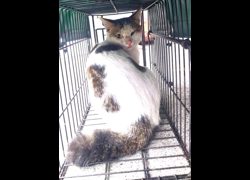 宜蘭縣流浪動物中途之家,編號:470277, 混種貓                 