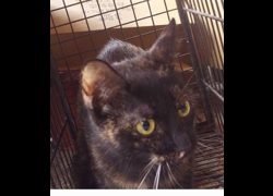 宜蘭縣流浪動物中途之家,編號:470279, 混種貓                 