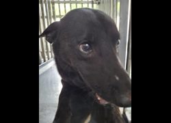 臺南市動物之家善化站,編號:470290, 混種犬          