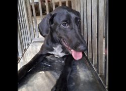 臺南市動物之家善化站,編號:470288, 混種犬          