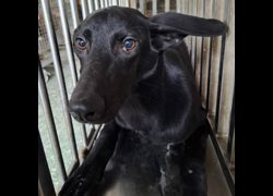臺南市動物之家善化站,編號:470286, 混種犬          