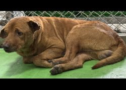臺東縣動物收容中心,編號:470303, 混種犬          