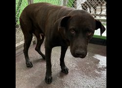 臺東縣動物收容中心,編號:470304, 混種犬          