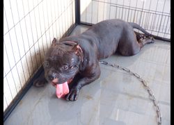 南投縣公立動物收容所,編號:470326, 美國惡霸犬