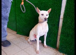 南投縣公立動物收容所,編號:470330, 混種犬          