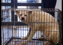 南投縣公立動物收容所,編號:470332, 秋田犬