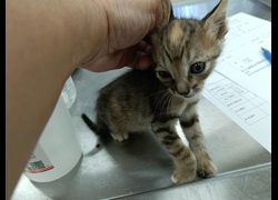 新竹市動物保護教育園區,編號:470333, 混種貓                 