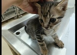 新竹市動物保護教育園區,編號:470335, 混種貓                 