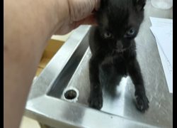新竹市動物保護教育園區,編號:470338, 混種貓                 