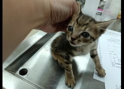 新竹市動物保護教育園區,編號:470340, 混種貓                 