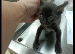 新竹市動物保護教育園區,編號:470341, 混種貓                 