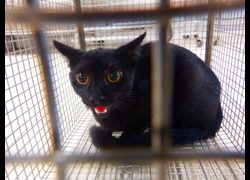 南投縣公立動物收容所,編號:470354, 混種貓                 
