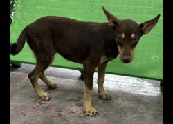 臺東縣動物收容中心,編號:470366, 混種犬          