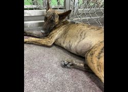 臺東縣動物收容中心,編號:470367, 混種犬          