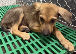 臺東縣動物收容中心,編號:470368, 混種犬          