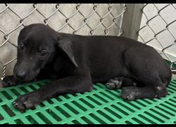 臺東縣動物收容中心,編號:470369, 混種犬          