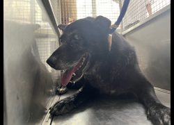 臺北市動物之家,編號:470373, 混種犬          