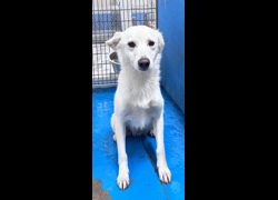 苗栗縣動物保護教育園區,編號:470374, 混種犬          