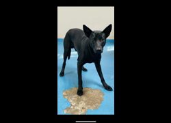 苗栗縣動物保護教育園區,編號:470375, 混種犬          