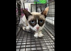 苗栗縣動物保護教育園區,編號:470383, 混種貓                 