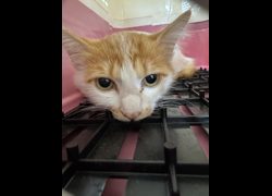 苗栗縣動物保護教育園區,編號:470407, 混種貓                 