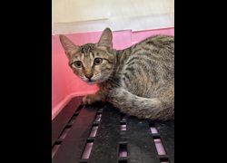 苗栗縣動物保護教育園區,編號:470409, 混種貓                 