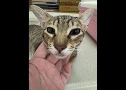 苗栗縣動物保護教育園區,編號:470410, 混種貓                 
