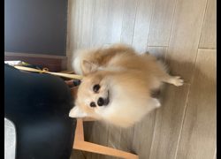 新北市中和區公立動物之家,編號:470415, 博美犬         