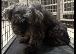 高雄市燕巢動物保護關愛園區,編號:470430, 混種犬          