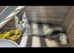 桃園市動物保護教育園區,編號:470444, 緬因貓                 