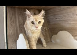 桃園市動物保護教育園區,編號:470445, 緬因貓                 