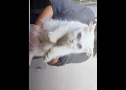 桃園市動物保護教育園區,編號:470446, 英國長毛貓