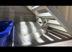 桃園市動物保護教育園區,編號:470447, 緬因貓                 
