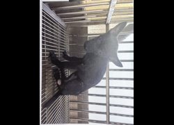桃園市動物保護教育園區,編號:470448, 混種犬          
