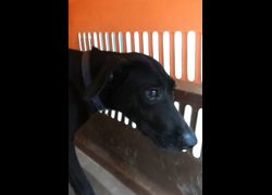 宜蘭縣流浪動物中途之家,編號:470449, 混種犬          