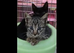 宜蘭縣流浪動物中途之家,編號:470457, 混種貓                 
