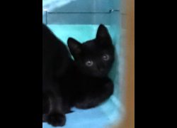 宜蘭縣流浪動物中途之家,編號:470458, 混種貓                 