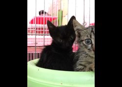宜蘭縣流浪動物中途之家,編號:470460, 混種貓                 