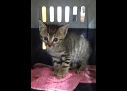 宜蘭縣流浪動物中途之家,編號:470469, 混種貓                 