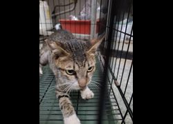 臺南市動物之家善化站,編號:470471, 混種貓                 