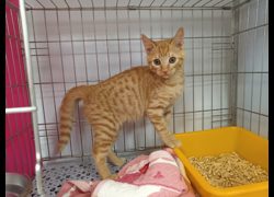 新北市板橋區公立動物之家,編號:470472, 混種貓                 
