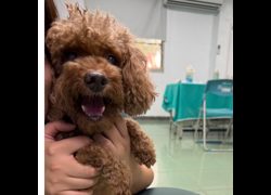 臺南市動物之家善化站,編號:470474, 貴賓犬        