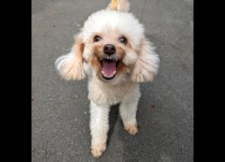 新竹縣動物保護教育園區,編號:469116, 貴賓犬        