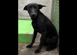臺東縣動物收容中心,編號:470475, 混種犬          