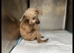 新竹市動物保護教育園區,編號:470493, 貴賓犬        