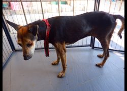 南投縣公立動物收容所,編號:470489, 混種犬          