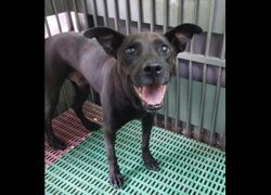 新北市五股區公立動物之家,編號:470495, 混種犬          