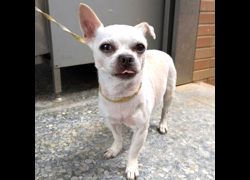 新竹縣動物保護教育園區,編號:470473, 吉娃娃犬