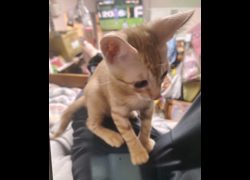 新北市五股區公立動物之家,編號:470508, 混種貓                 